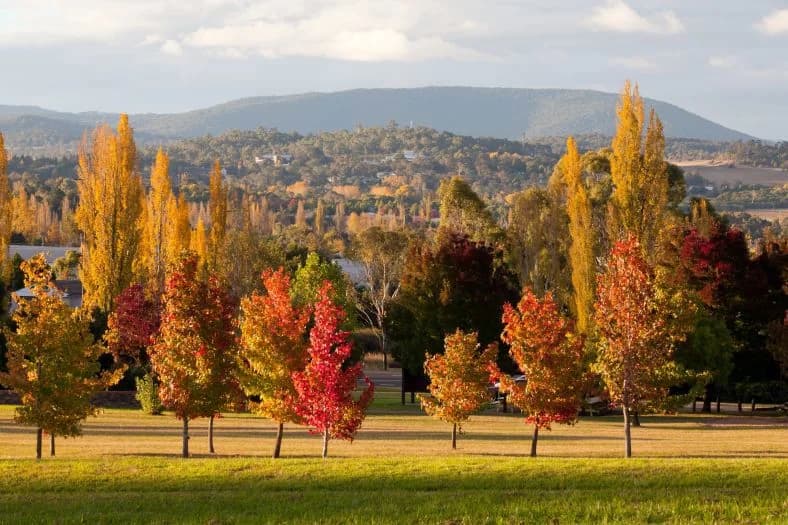 Golden and red autumn trees across Armidale